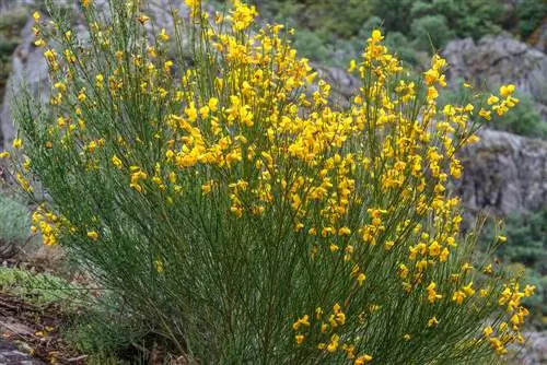 gorse species