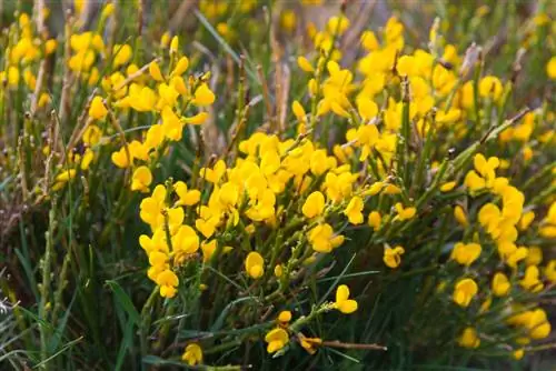 Broom diseases: Rare but dangerous?