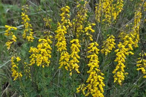 Gorse in die tuin: Die ideale versorging vir ryk blomme