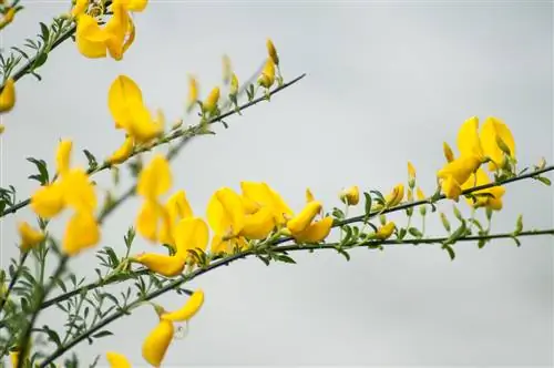 De mooiste soorten brem: bloeitijd en verscheidenheid aan kleuren