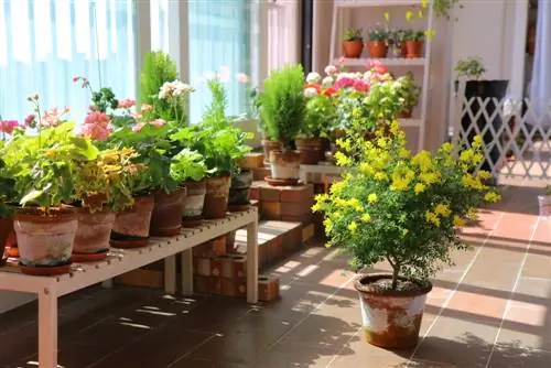 Embellece tu balcón y terraza: planta aulagas en una maceta