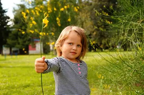 Poisonous broom: Be careful around children and pets