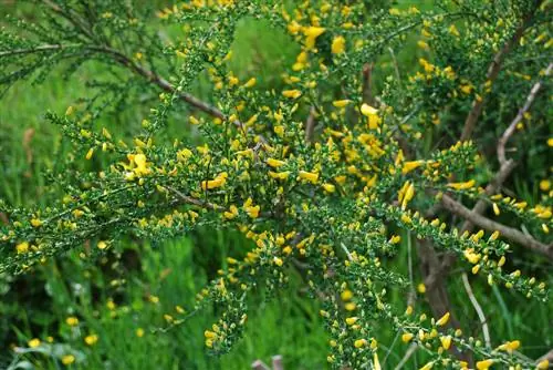 Estirar esqueixos de toxo: mètodes i consells per a l'èxit