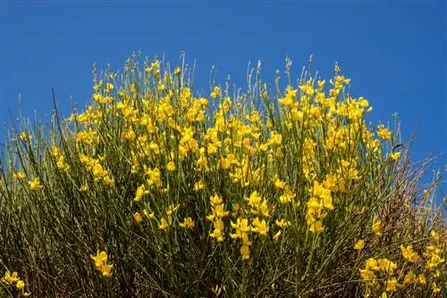 Gorse dried up? This is how he can be saved