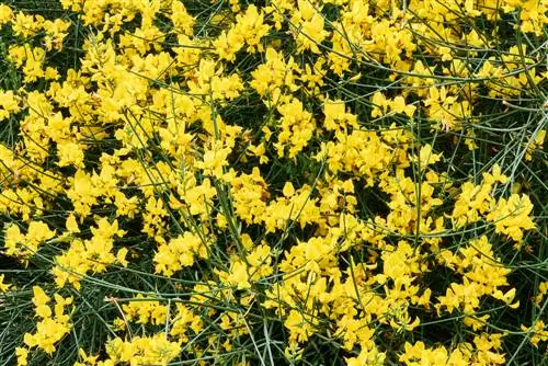 Cutting gorse correctly: When and how to do it best