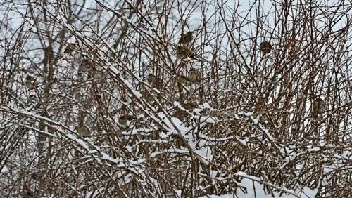 Le specie di ginestre e la loro resistenza invernale: una panoramica