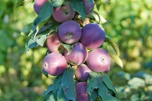 fruita columnar en una olla