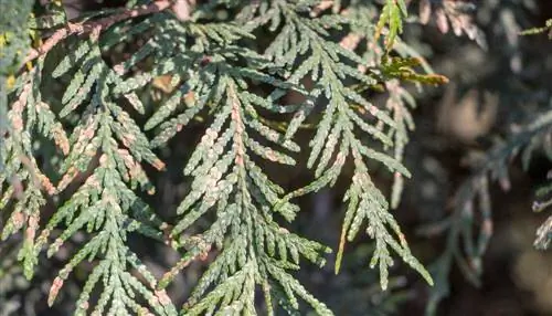 Thuja-กลายเป็นสีน้ำตาล