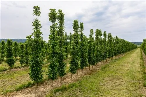 Alçada columnar dels fruits: a quina alçada poden créixer i per què?