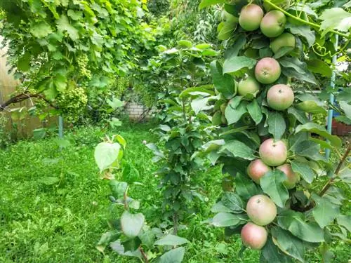 cuidado de la fruta columnar