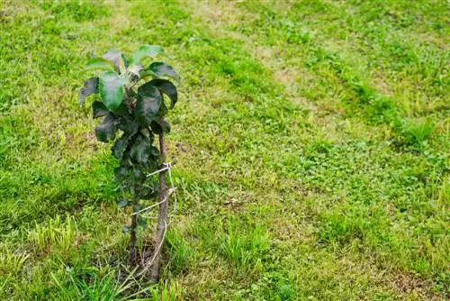 kolomvormige vrugteplante