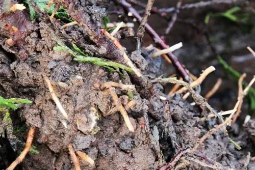 Raízes de Thuja: tudo o que você precisa saber para plantas saudáveis