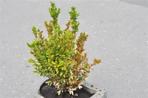 bintik coklat boxwood