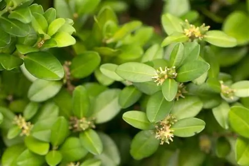 boxwood blooms