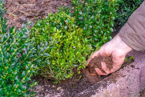 Pleh Boxwood me llum kafeje