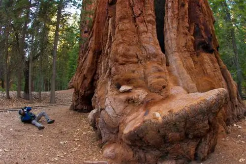 Fascination with giants: The largest sequoia tree in the world