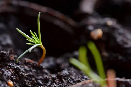 ¿Una secuoya en el jardín? Así funciona el cultivo exitoso