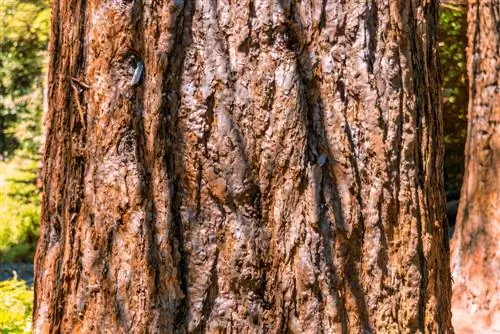 Fascination with sequoia trees: Do you already know all three species?