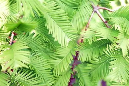 sequoia leaves