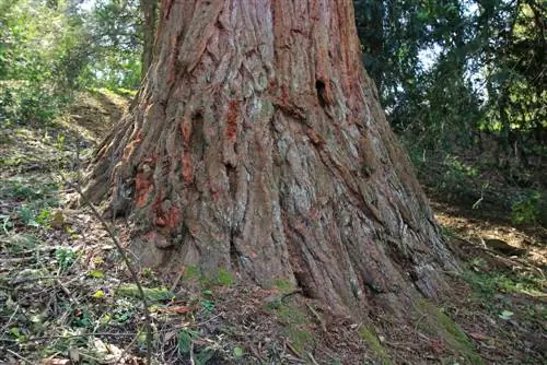 terra di sequoia