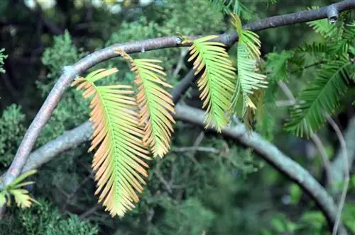 Ασθένειες του δέντρου Sequoia