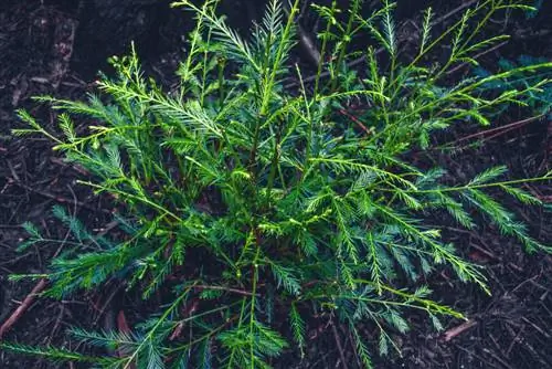 transplantarea arborilor de sequoia