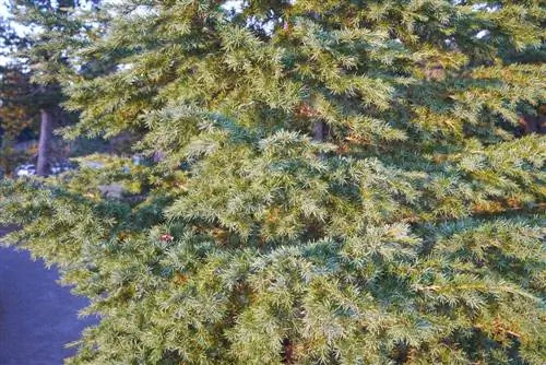 Sequoia tree care: This is how the giant thrives in your garden