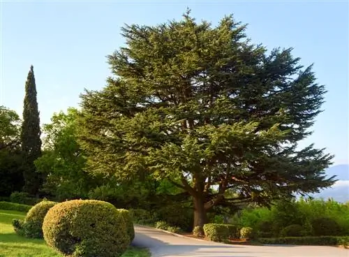 Pemotongan Sequoia