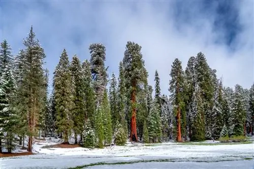 Winterharde sequoiabomen: beschermende maatregelen en verzorgingstips