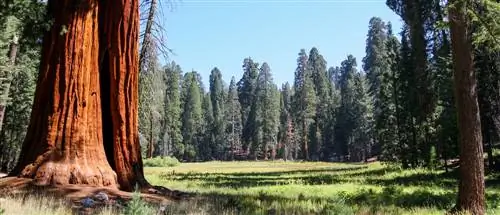 locația arborelui sequoia