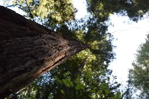 creixement de l'arbre sequoia