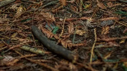 Agulles marrons a l'arbre de la sequoia: possibles raons i prevenció