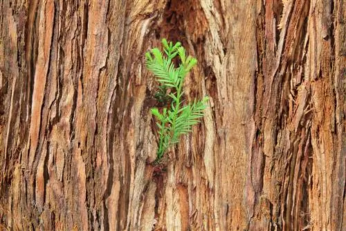 Propagating sequoia trees yourself: How does breeding work?