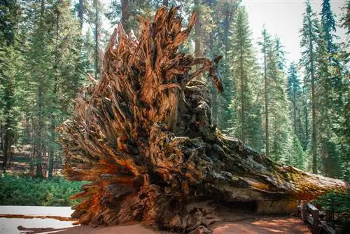 Radici degli alberi di sequoia: fatti sorprendenti e modo di crescere