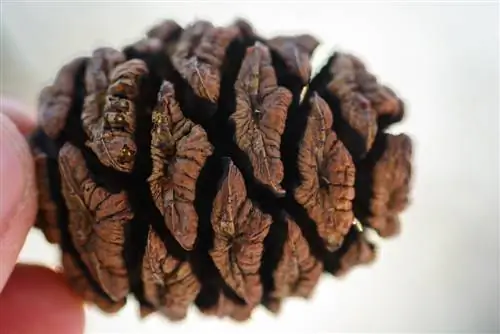 Sequoia cones: Interesting facts & propagation tips