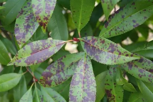 loquat pruunid lehed