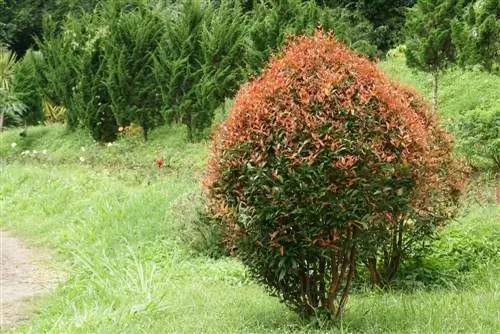 medlar պարարտանյութեր