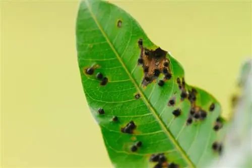 loquat আগুন ব্লাইট