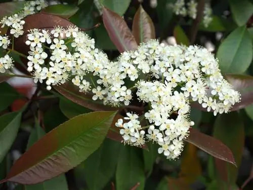 fiore di nespolo