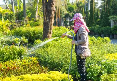 Bewateringsinstructies voor een gezonde loquat: tips & trucs