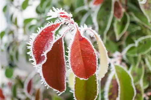 Loquat frost damage: How to prevent and repair it