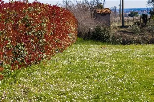 Θάμνος Loquat: Όμορφη οθόνη απορρήτου και διακοσμητικός θάμνος