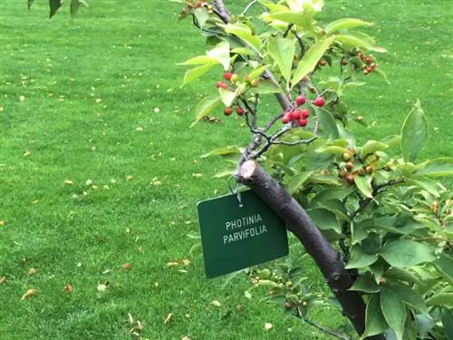 Is de loquat giftig? Belangrijke informatie & tips