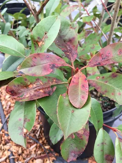 loquat ziekten