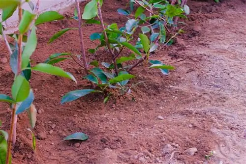 loquat plants