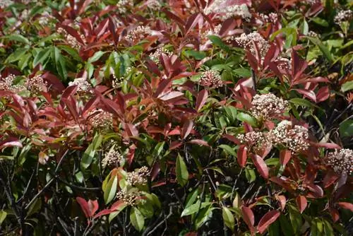 Waarom verliest mijn loquat 'Red Robin' bladeren?