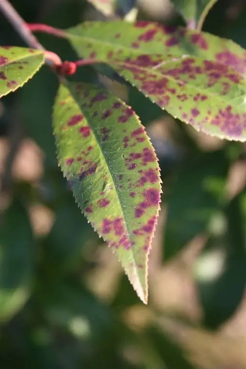 Macchie rosse sulle nespole? Come risolvere il problema