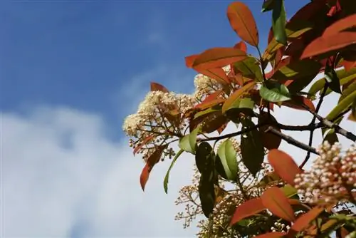 jenis loquat