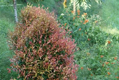 Τοποθεσία Loquat: Συμβουλές για βέλτιστες συνθήκες