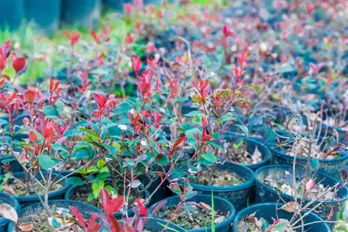 loquat propageert stekken